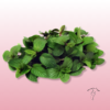 Menta Chocolate en maceta - Floristería Sayde 3 Planta de menta chocolate en maceta