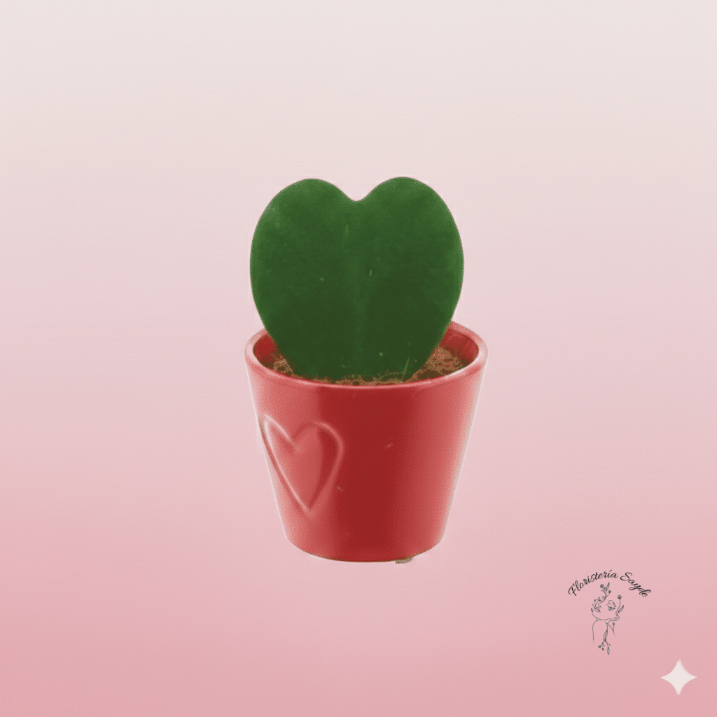 hoya kerrii planta corazón hoya kerrii planta corazón