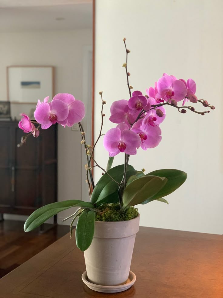 La orquídea mariposa: elegancia que florece en tu hogar 3 La orquídea mariposa: elegancia que florece en tu hogar 2