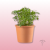 Planta de Ruda – Aromática, Decorativa y Tradicional 2 planta de ruda