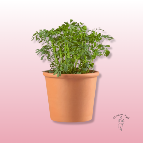 planta de ruda