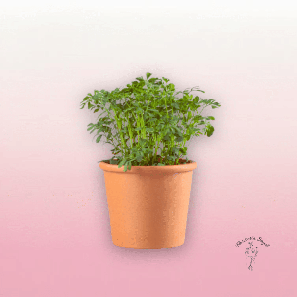 planta de ruda