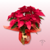 Flor De Pascua Planta Navidad Poinsettia 3 Flor de Pascua