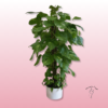 Comprar Photus gigante – Verde y elegante para interior 2 Comprar Photus gigante