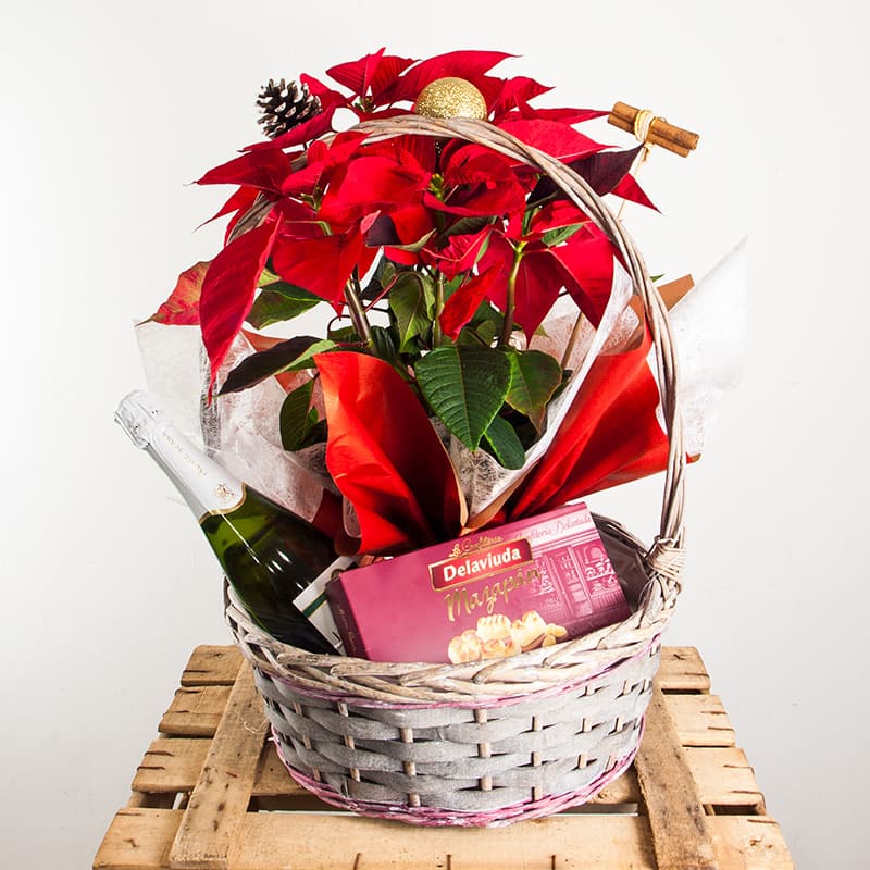 cesta de planta de navidad con chocolates y botella de cava