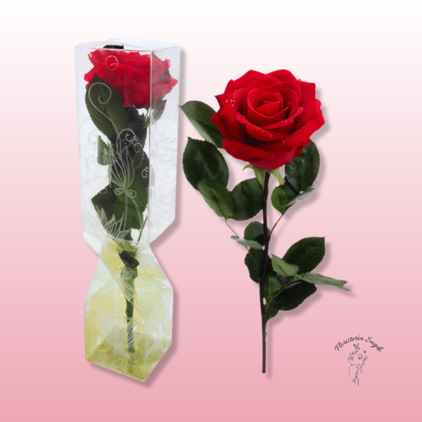rosa roja eterna pequeña