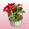 Cesta de plantas de navidad