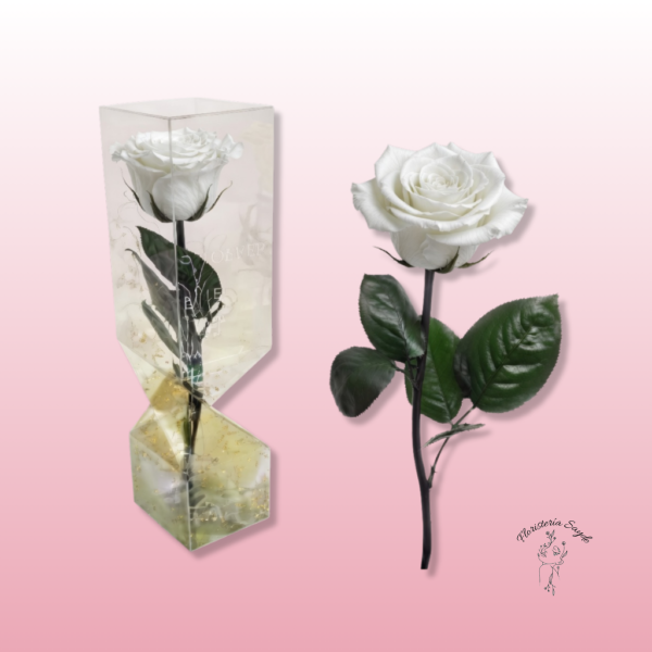 Rosa preservada tallo corto | Elegancia en varios colores
