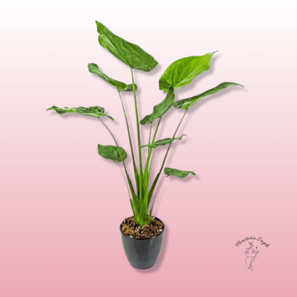 Floristeria Sayde (100) Alocasia Cucullata planta interior
