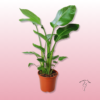 Ave del Paraíso o Strelitzia Nicolai – Exótica y decorativa para interiores 1 Ave del Paraíso o Strelitzia Nicolai