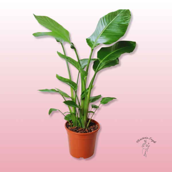 Floristeria Sayde – 2026-05-08T131035.387 Ave del Paraíso o Strelitzia Nicolai