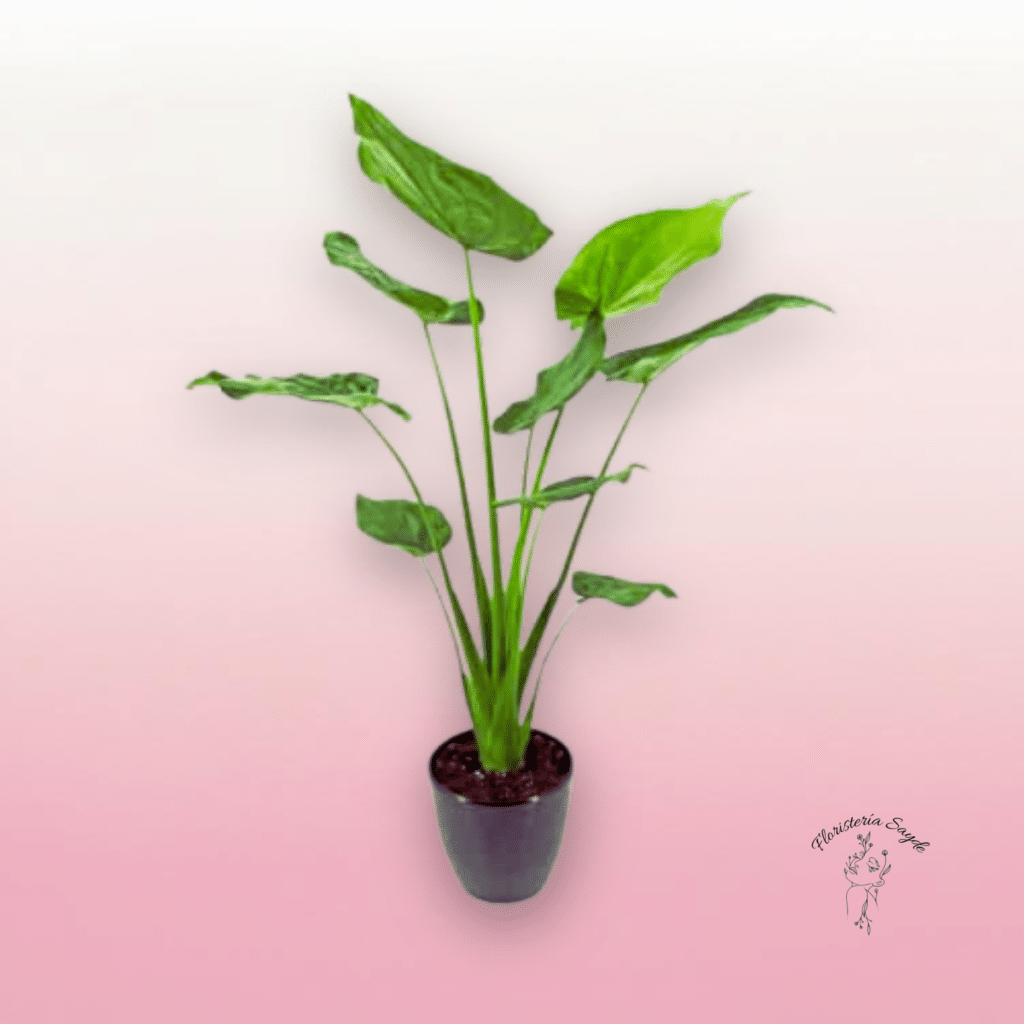 alocasia cucullata planta interior