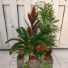 Cesta de plantas con Bromelia Chamandorea Kalandiva y hiedra