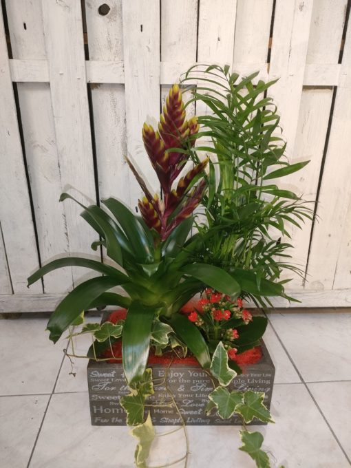 Cesta de plantas con Bromelia Chamandorea Kalandiva y hiedra