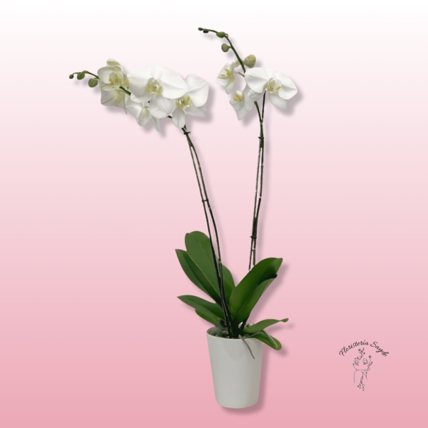 arreglo de orquídea con plantas