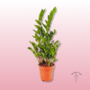 Planta La Zamioculca o ZZ Interior – Resistente, Decorativa y Duradera 2 planta zz interior