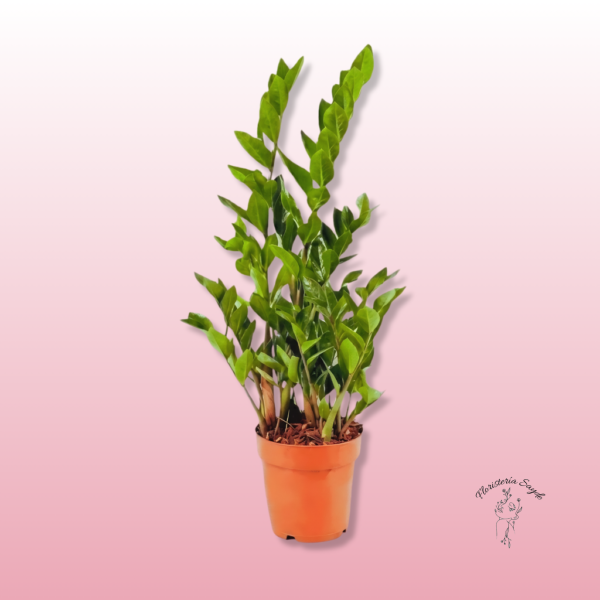 planta zz interior