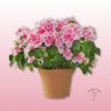 Planta Azalea Zaragoza – Resistente y de Floración Prolongada 2 planta azalea zaragoza