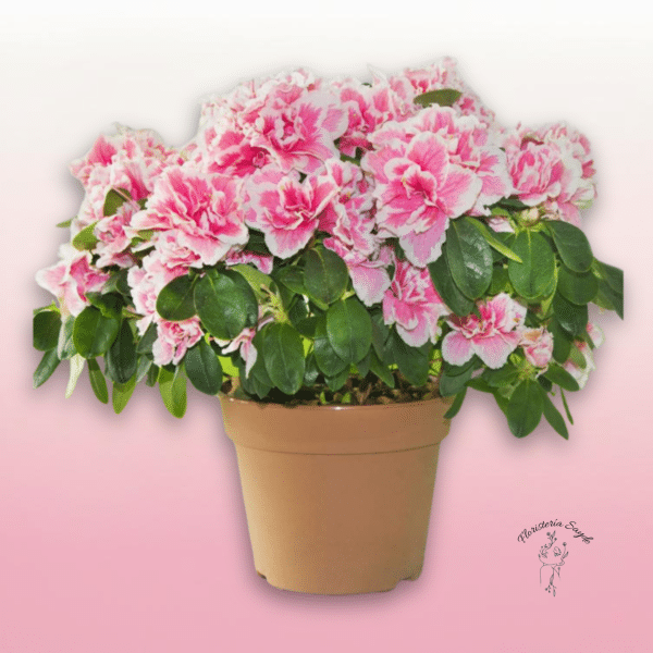planta azalea zaragoza