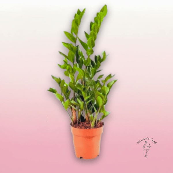 planta zz interior