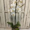 maceta de orquidea decorada con hiedra y tillandsia