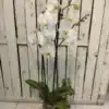 Orquídeas arregladas con decoración de plantas