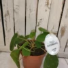 Planta Pilea peperomioides