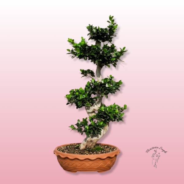 bonsai gigante