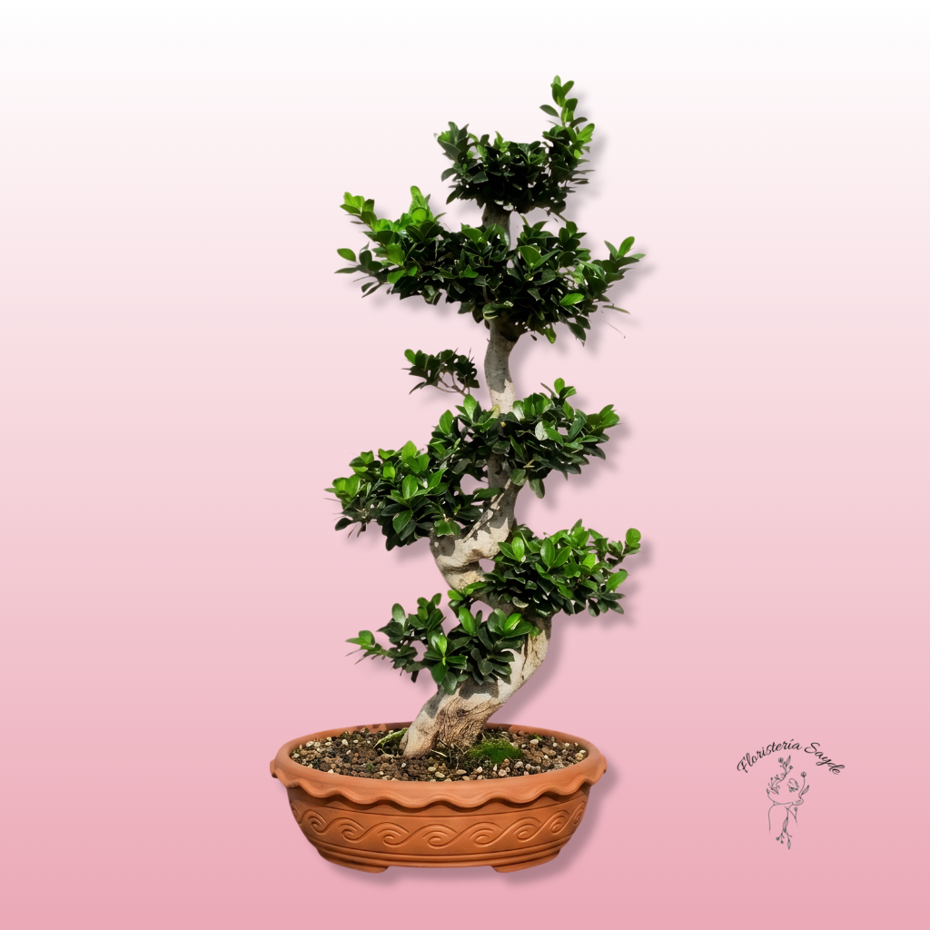 Floristeria Sayde (79) bonsai gigante