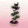 bonsai gigante