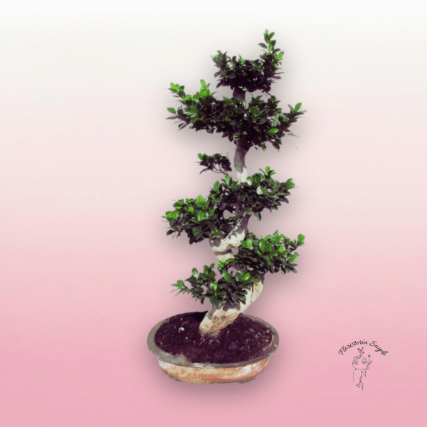 bonsai gigante