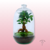 Terrario de Plantas con Bonsai Ficus – Detalle Elegante 2 terrario de plantas con bonsai ficus