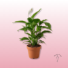 Cuna de Moisés Planta Interior Grande – Elegante y Resistente 1 cuna de moisés planta interior