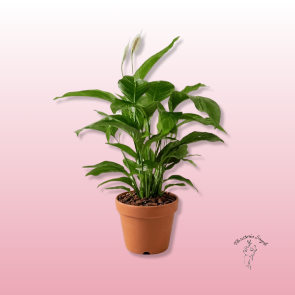 cuna de moisés planta interior