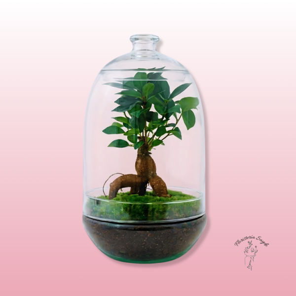 terrario de plantas con bonsai ficus