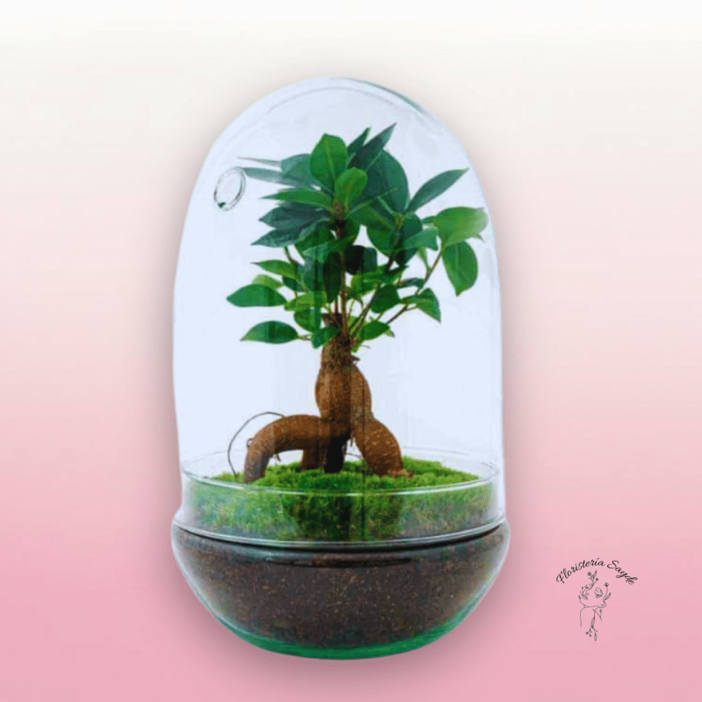 terrario de plantas con bonsai ficus