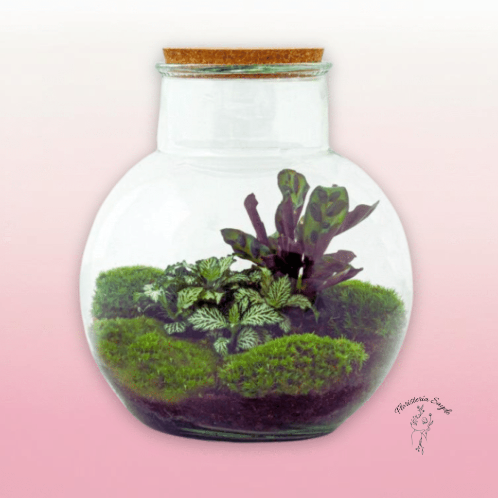 terrario esférico con plantas