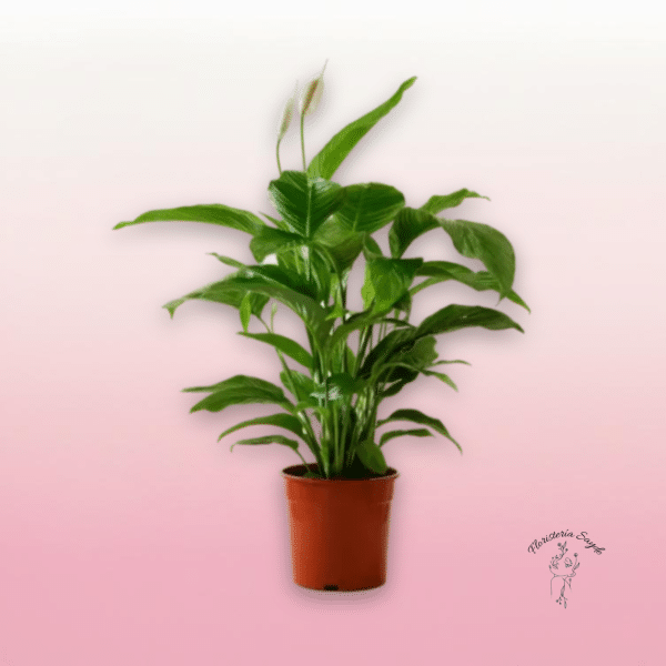 cuna de moisés planta interior