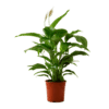 planta cuna de moises o bandera blanca spatifilium