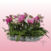 Orquídea Mini de Colores – Regalo Decorativo y Duradero 1 orquídea mini