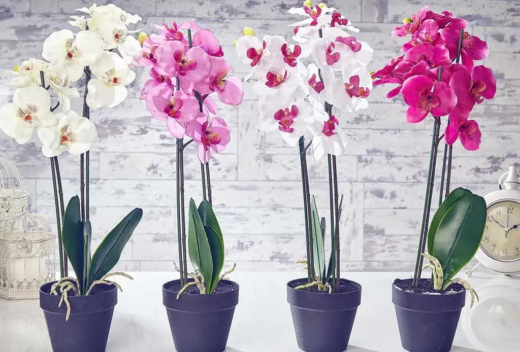 Ramo de orquídeas rosas y blancas