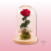 🌹 Rosa Preservada en Cúpula – Especial San Valentín 💖 1 Rosa Preservada en Cúpula