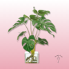 Monstera Cristal | Floristería Sayde | Zaragoza 1 Monstera Cristal
