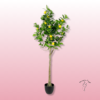 🍋 Limonero Artificial | Floristería Sayde | Zaragoza 2 Limonero Artificial