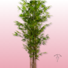 🎍 Bambú Artificial | Floristería Sayde | Zaragoza 2 Bambú Artificial