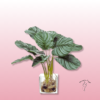 Calathea Artificial – Belleza Natural sin Mantenimiento 2 Calathea Artificial