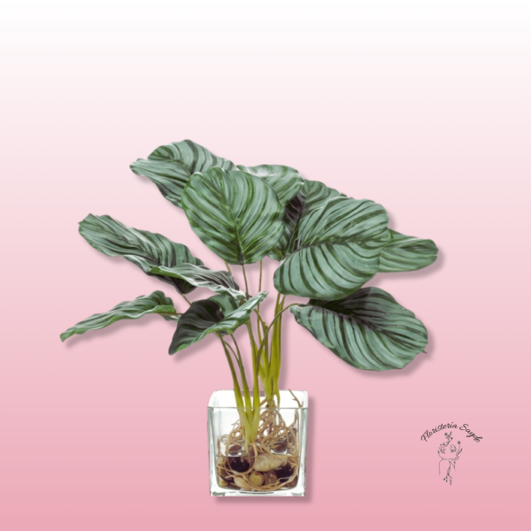 Calathea Artificial