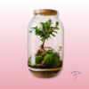 🌿 Terrario en Zaragoza – Bonsáis y Ecosistemas Naturales | Floristería Sayde 1 Terrario en Zaragoza
