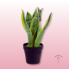 🌿 Sansevieria Artificial| Floristería Sayde 1 Sansevieria Artificial