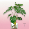 Monstera Cristal